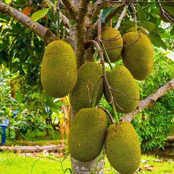 Vietnam Arali Jackfruit (વિયેતનામ અરાલી ફણસ)